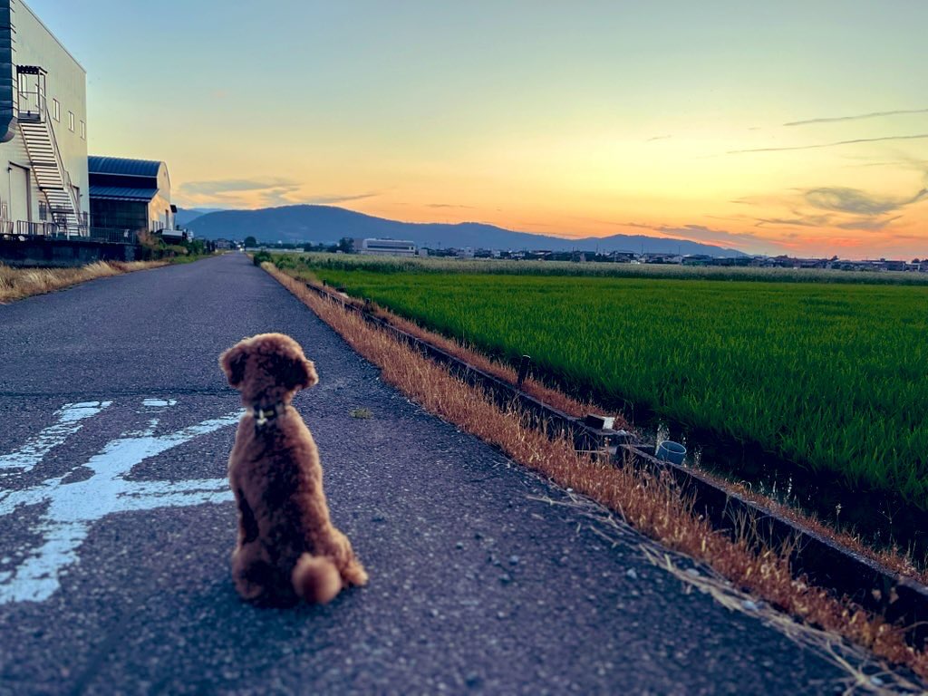 ひさし:今日も歩く(走る)よ🚶♂️➡️
こつぶ:早よ行きませんのん🐕
#fukui #福井 #ナイトウォーキング #ナイトラン