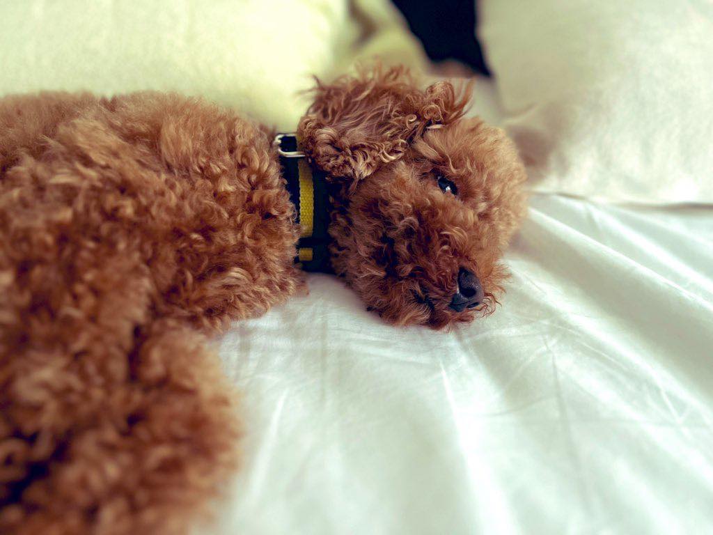何考えてるのー?
#犬 #dog #こつぶ
