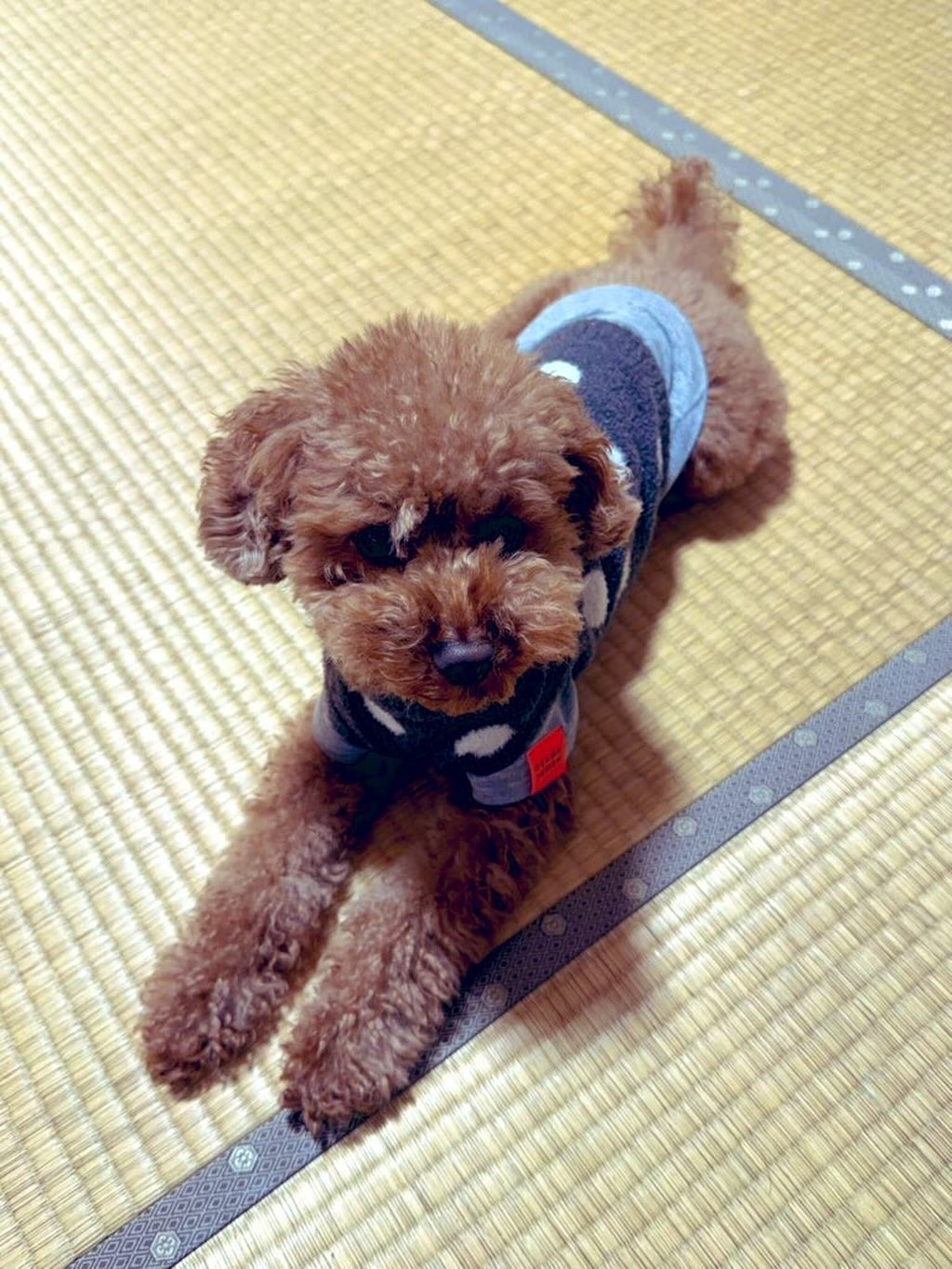 講義準備が進んでいないため、#こつぶ🐕とお留守番（置いていかれた🦑）  家族は #一乗谷朝倉氏遺跡 再訪とのこと。  めちゃくそ行きたかったのに〜😂
#fukui #福井 #福井の暮らし #福井工業大学 #FUT #研究 #マーケティング #教育 #講義準備