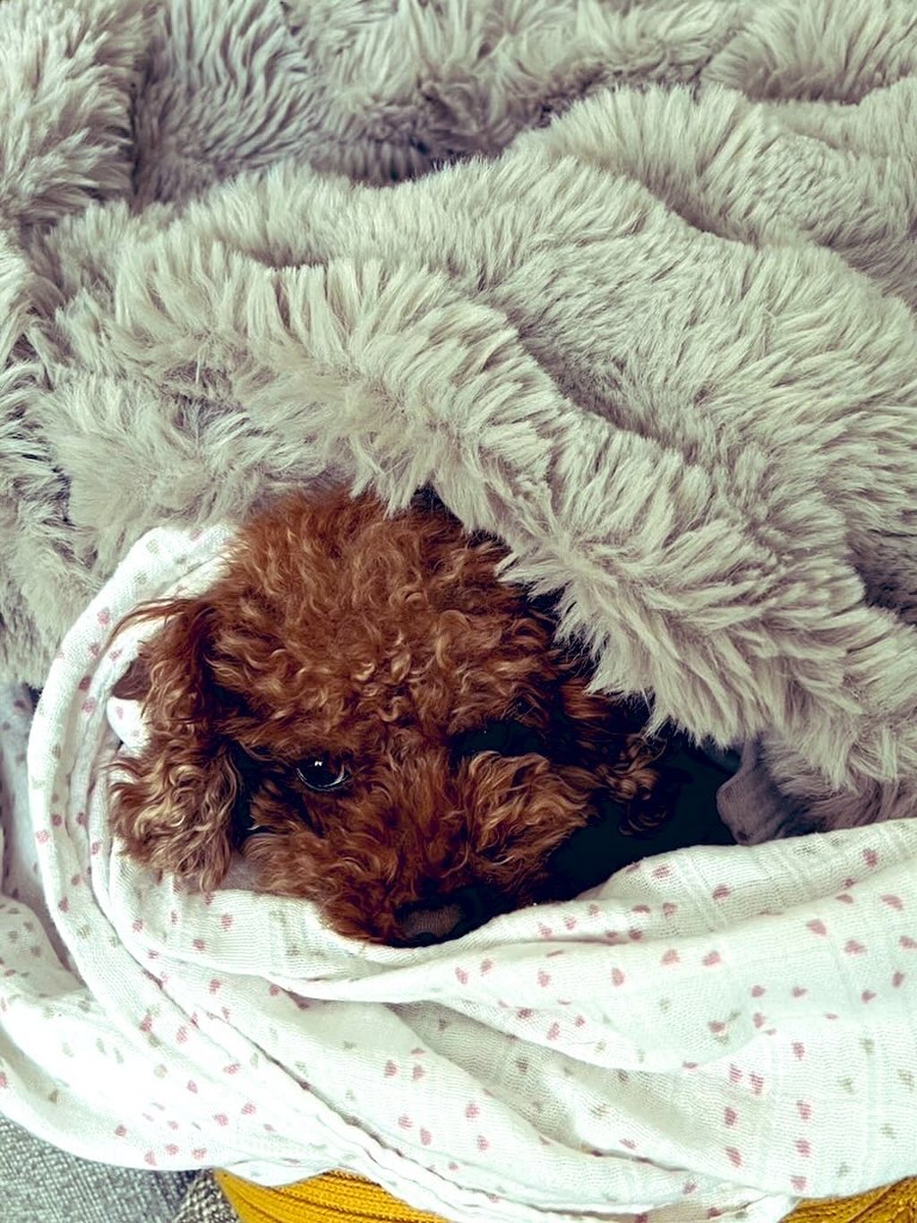 安静にせよとのことでしたので、昼寝します😴💤  #fukui #福井 #福井の暮らし #福井工業大学 #FUT #研究 #マーケティング