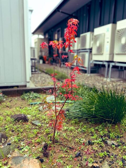 雪❄️の中、
健気に一本立つ紅葉🍁
#fukui #福井 #福井の暮らし #福井工業大学 #FUT #研究 #マーケティング