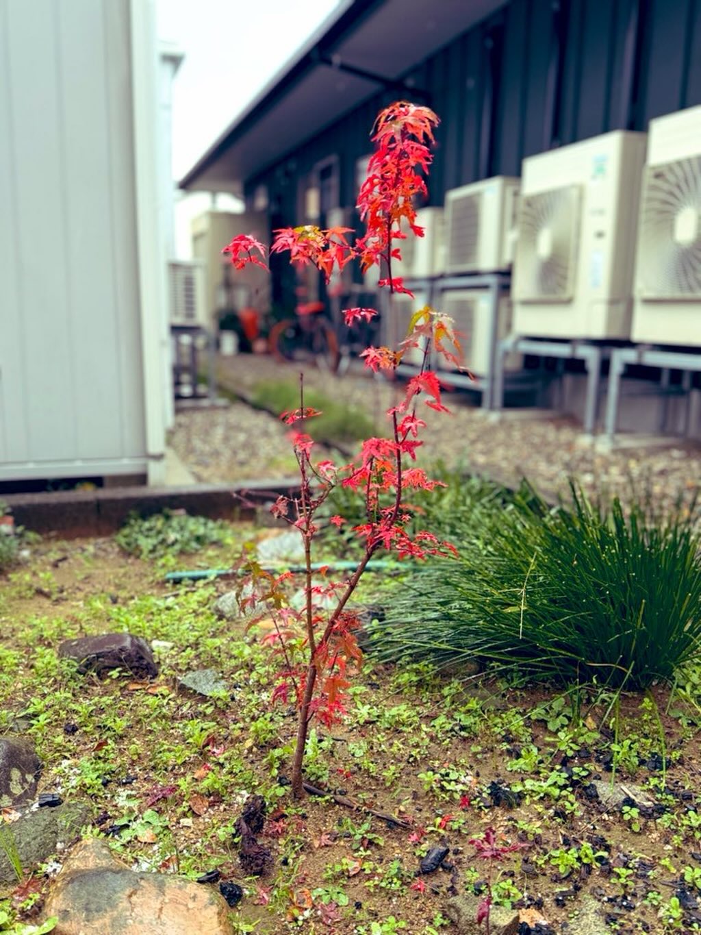 雪❄️の中、
健気に一本立つ紅葉🍁
#fukui #福井 #福井の暮らし #福井工業大学 #FUT #研究 #マーケティング