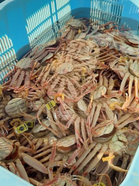 また蟹🦀  どんだけ〜🦀🦀🦀
#fukui #福井 #福井の暮らし #福井工業大学 #FUT #研究 #マーケティング #福井グルメ #越前たけふ