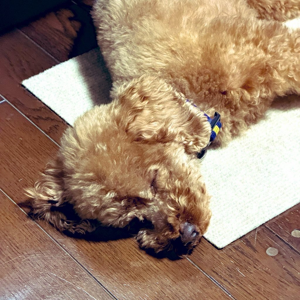 妻と紅白を眺めながら、先行研究に埋もれている📚  11年間、散々、探索的な研究を続け、遂にアーギュメントを見つけてしまった論文執筆における先行研究探しの旅は、かつて冒険でお世話になった土地を再訪する旅に似ているような気がする🌏  床では珍しく我が家の愛犬・こつぶがウトウトしている🐕💤  こんなに幸せな大晦日があっただろうか。
#帰省 #大晦日
#fukui #福井 #福井の暮らし 福井工業大学 FUT 研究 マーケティング