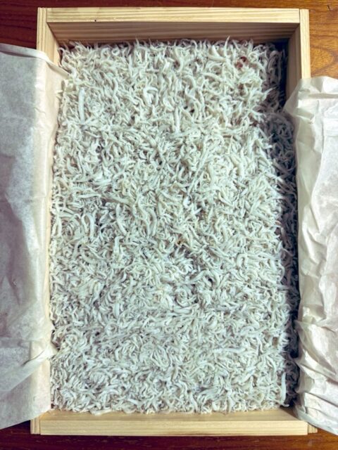 いただきました🐟  ありがとうございます😊  ゴイゴイスー✨
#fukui #福井 #福井の暮らし #福井工業大学 #FUT 研究 マーケティング