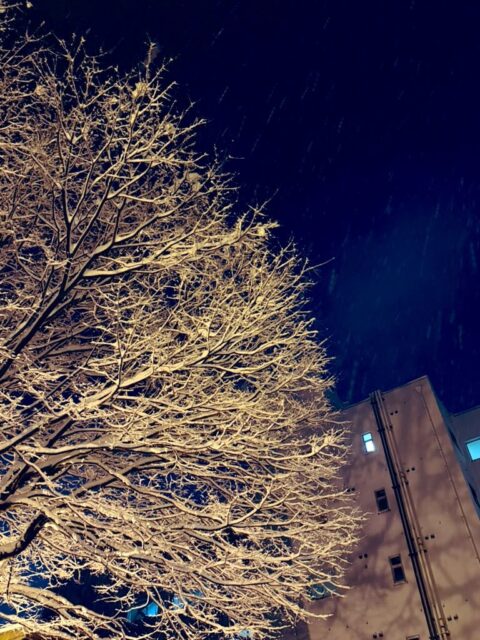 シンシンと降る☃️
#fukui #福井 #福井の暮らし #福井工業大学 #FUT 立命館大学 Rits 研究 マーケティング