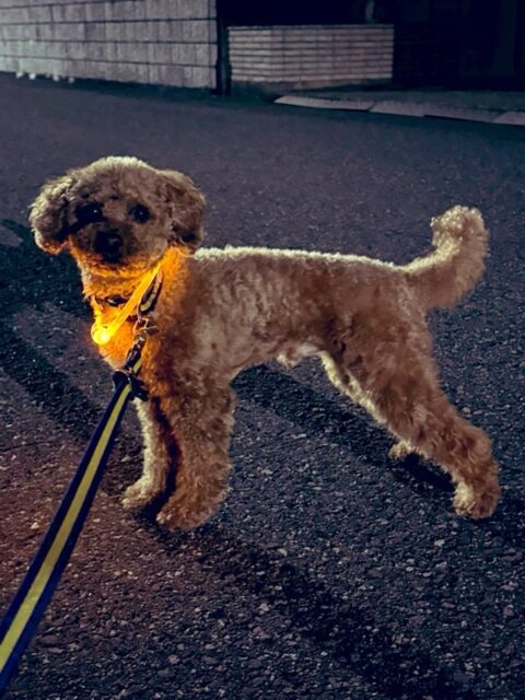 週の始まりから、ジェットコースターに乗ってるような一日でした🎢 某市さんとのディスカッションに急遽参加
昔、大変お世話になった某県観光協会さんとの勉強会
附属福井高校の生徒さん向け講義
プレゼミ
学科の研究会
学生さんとのご飯会@ゼミ生バ先 忙しかったけど、充実していて楽しかったです。 誰かのお役に立てるというのが自分の仕事のモチベーションの原点なんですが、一方で何でもいいわけじゃなくて、自分が関心のある事柄について、という条件付きです。 贅沢者。
でも自分で選択してきた道だから🛣️
選択させていただけたことに感謝しつつ🙏 「ありがとう」と言われて「こちらこそありがとうございます」と言える関係が理想であり、健全だなあ、と。 なんて考えながら、のんびり散歩🐕🚶♀️ 久しぶりかも。 春がやってきましたね☘️
#fukui #福井 #福井の暮らし #福井工業大学 #FUT 立命館大学 Rits 研究 マーケティング
