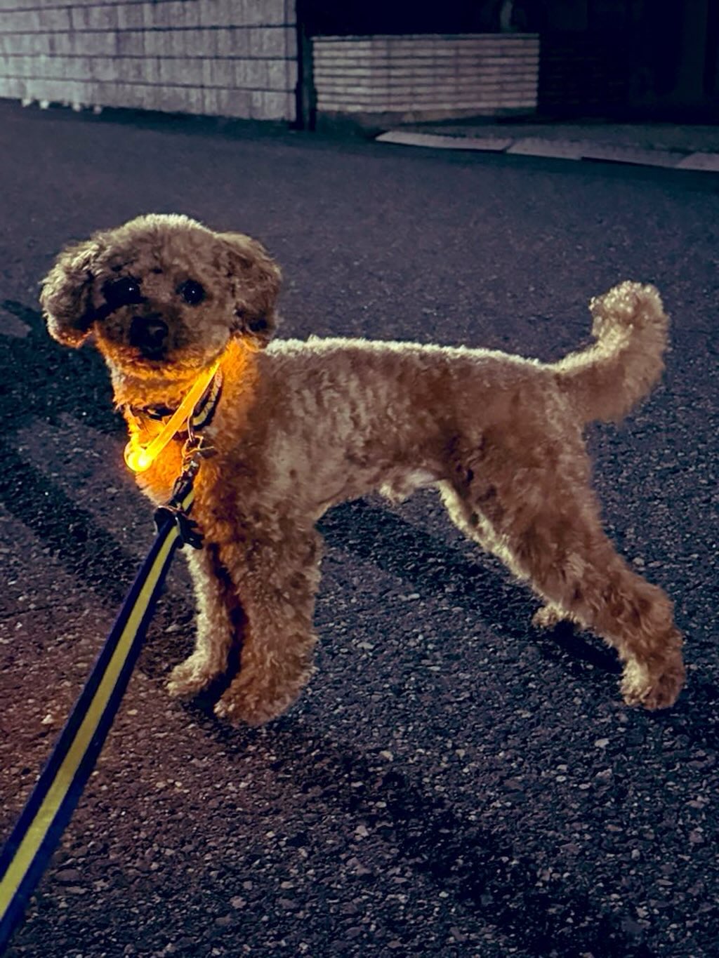 週の始まりから、ジェットコースターに乗ってるような一日でした🎢 某市さんとのディスカッションに急遽参加
昔、大変お世話になった某県観光協会さんとの勉強会
附属福井高校の生徒さん向け講義
プレゼミ
学科の研究会
学生さんとのご飯会@ゼミ生バ先 忙しかったけど、充実していて楽しかったです。 誰かのお役に立てるというのが自分の仕事のモチベーションの原点なんですが、一方で何でもいいわけじゃなくて、自分が関心のある事柄について、という条件付きです。 贅沢者。
でも自分で選択してきた道だから🛣️
選択させていただけたことに感謝しつつ🙏 「ありがとう」と言われて「こちらこそありがとうございます」と言える関係が理想であり、健全だなあ、と。 なんて考えながら、のんびり散歩🐕🚶♀️ 久しぶりかも。 春がやってきましたね☘️
#fukui #福井 #福井の暮らし #福井工業大学 #FUT 立命館大学 Rits 研究 マーケティング